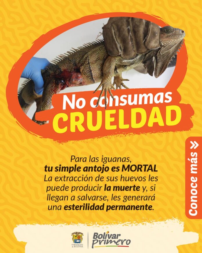iguana aviso