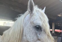 Un nuevo comienzo para los caballos cocheros de Cartagena: Umata recibe primer grupo de equinos para dar inicio a su proceso de adopción