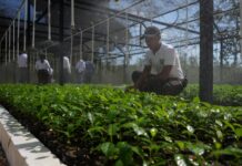 Afinia impulsa la restauración ecológica en Bolívar con nuevos megaviveros que producirán más de 50 mil plántulas al año