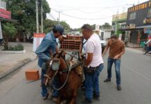Estaba enfermo y lo tenían trabajando: nuevo caso de maltrato a caballo en Magangué