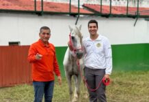 Nuevo Chambacú transformó la vida de más de 120 antiguos caballos cocheros y les permitió jubilarse