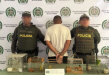La Policía Nacional capturo a un hombre e incauto nueve especies de fauna silvestre